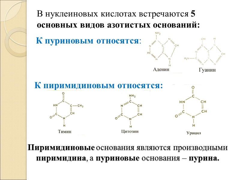 Пиримидиновые основания являются производными пиримидина, а пуриновые основания – пурина. В нуклеиновых кислотах встречаются